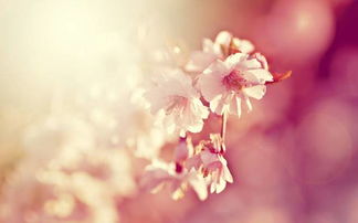 挽回爱情的诗句经典,重拾旧爱，再续前缘