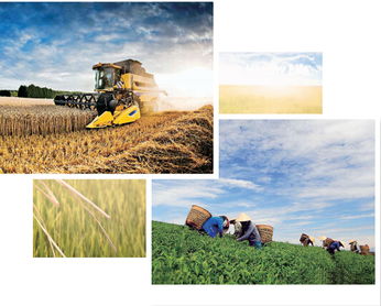 玉米保险挽回损失,玉米保险助力农民降低损失