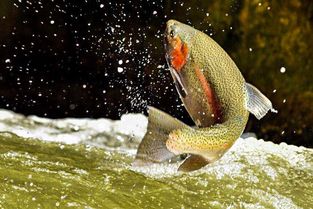 fish鱼挽回靠谱吗，fish鱼的挽回技巧可信吗