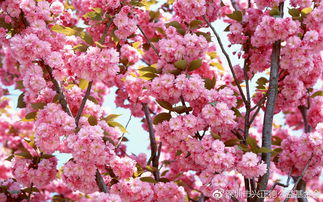 樱花情感挽回机构价格,樱花情感挽回机构费用解析