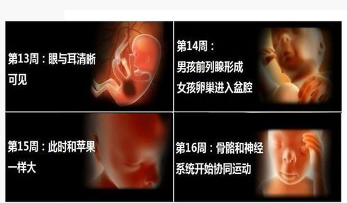 胚胎停止发育能否挽回,胚胎停止发育：是否有挽救？