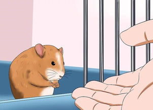 如何挽回仓鼠的主人,怎样拯救失去信任的仓鼠  标题长度：23