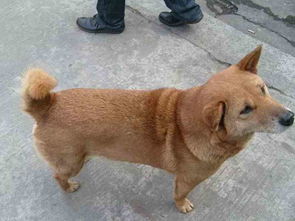 挽回狗狗生命的感慨,狗狗逝世后的悔恨与警醒