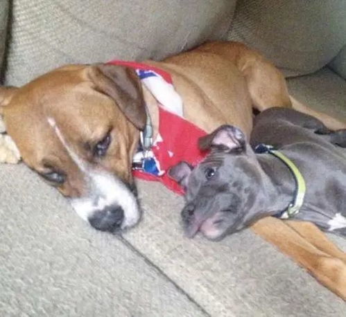 对狗家暴怎么挽回，治疗狗恶性侵害：挽救你的毛茸伙伴