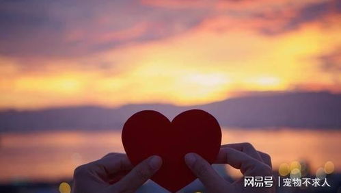 靠纠缠挽回的感情,纠缠是幸福的礼物