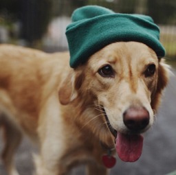 怎么挽回狗狗的心理,挽回狗狗的心理：重新建立信任