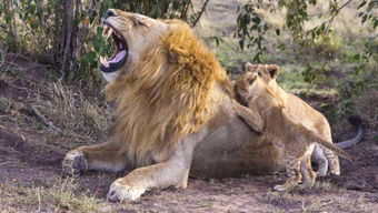 挽回狮子女最快方法,如何快速挽回狮子女的心