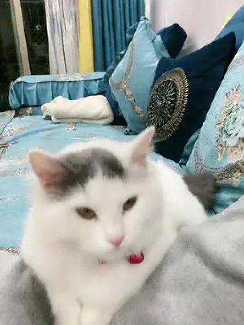 怎么挽回小猫咪,如何挽救小猫咪的心情