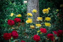 送花卡片挽回文案,挽回爱情的花卡片，让心动再次绽放