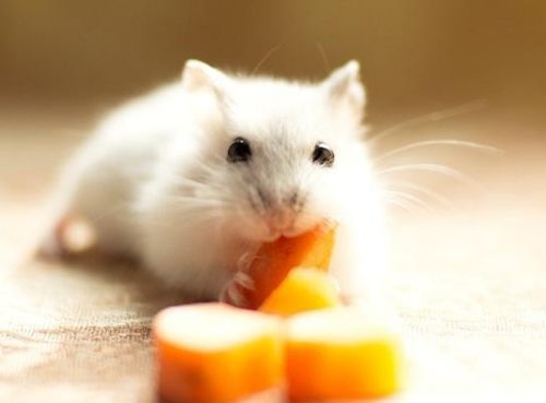 如何挽回仓鼠的心理,如何让仓鼠重新爱上你？