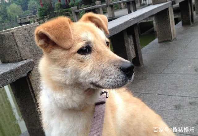 土狗挽回主人视频大全,感人视频：土狗用行动挽回主人