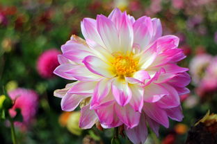 花好情感挽回系统,挽回爱情，化解情伤