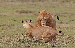 狮子男挽回女友绝招,如何成功挽回狮子男心仪女友