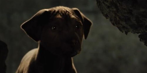 狮子男分手挽回以后,如何让狮子男重新回到你身边