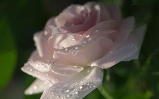 挽回天蠍座女生,赢回天蝎女心的技巧