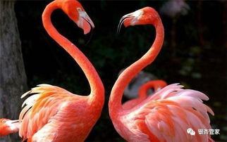 火烈鸟情感挽回,用情感挽回“火烈鸟”