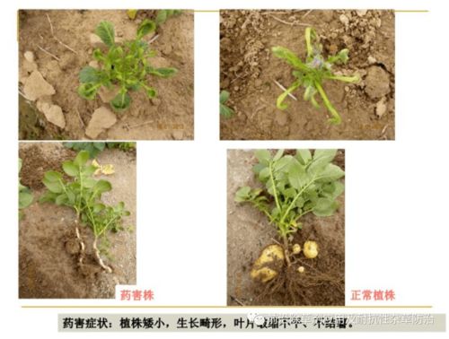 油豆药害挽回方法,油豆药害后的修复方法