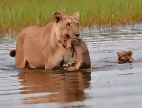 狮子受委屈如何挽回,狮子的委屈，如何化解