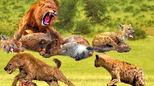 狮子男认错挽回感情,如何挽回狮子男的感情