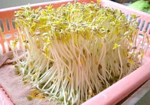 豆芽变绿该怎么挽回,如何挽回因过度浇水而发黄的豆芽