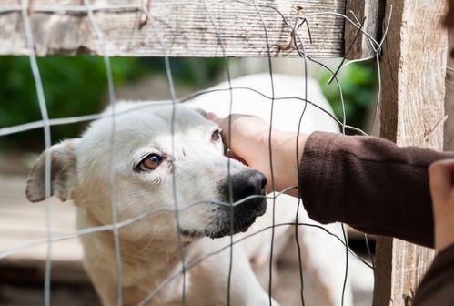 怎么挽回小奶狗,挽回小奶狗，化解情感困境