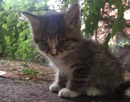 流浪猫怎么挽回它,流浪猫如何得到关爱