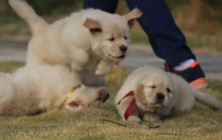 挽回狗的最好方法,如何有效挽回你的宠物狗