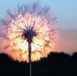 挽回成熟双子男喜欢,挽回成熟双子男的心，成功关键在于……