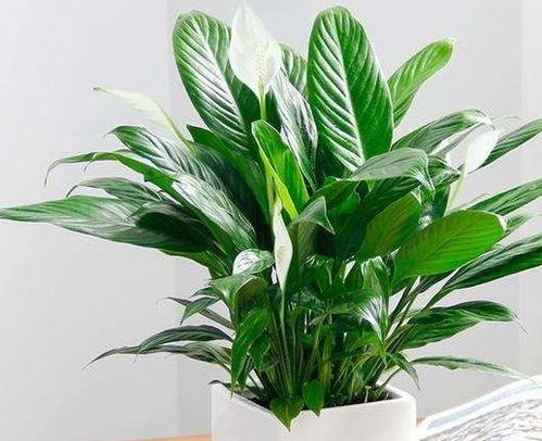 白掌叶片发黄怎么挽回，如何使白掌叶片恢复绿色？