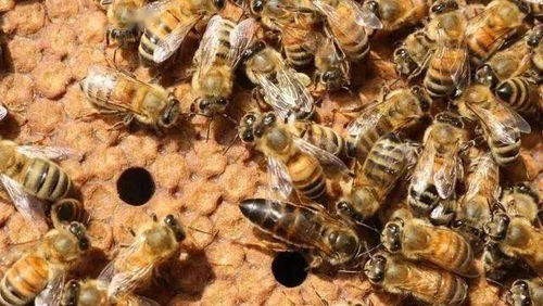 蜂群失王怎么挽回,蜂群失去女王该如何拯救？