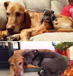 打了狗狗以后怎么挽回,如何用正确方式惩教狗狗并挽回关系