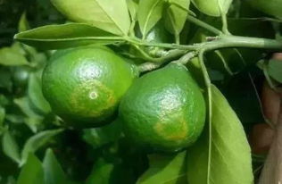 青岛橘子创想挽回,青岛橘子创想奋力挽回——新标题不超过40字