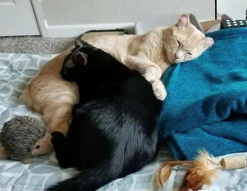 挽回男友猫绳理论,如何挽回男友情感，用猫绳理论帮你搞定