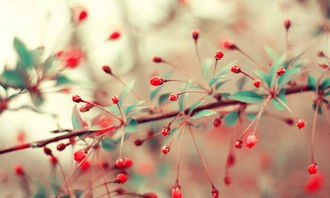 挽回老婆的蜡烛图片,点燃爱情之花，成功挽回老婆