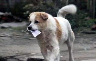 小狗打多了怎么挽回,多练多赏：狗狗错了如何补救