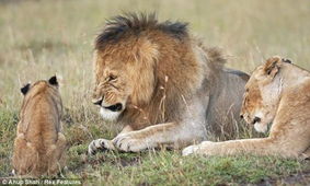 狮子男会不会挽回,如何让狮子男重新爱上你