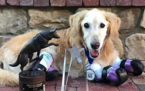 喂狗挽回团队官网,如何挽回破裂的团队？