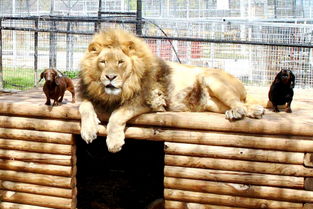 如何挽回理性狮子男女,狮子男女的情感挽回技巧