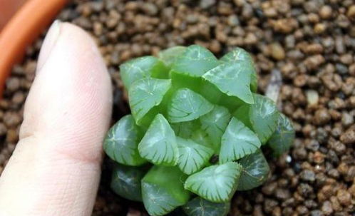 怎么挽回玉露不饱满,挽救玉露生产不足