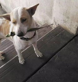 舔狗怎么挽回尊严,舔狗重获尊严的正确方法