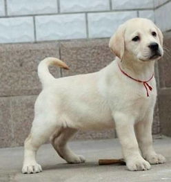 打了拉布拉多怎么挽回，如何挽救因拉布拉多而分手的关系