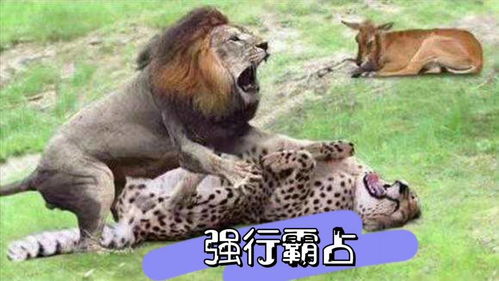 狮子挽回后很冷,狮子失宠后态度冷淡