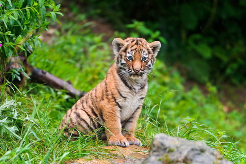 属虎的人挽回爱情,属虎人的爱情挽回秘籍