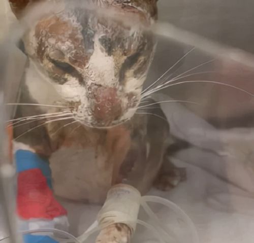 如何当面挽回女友,如何挽回女友的心