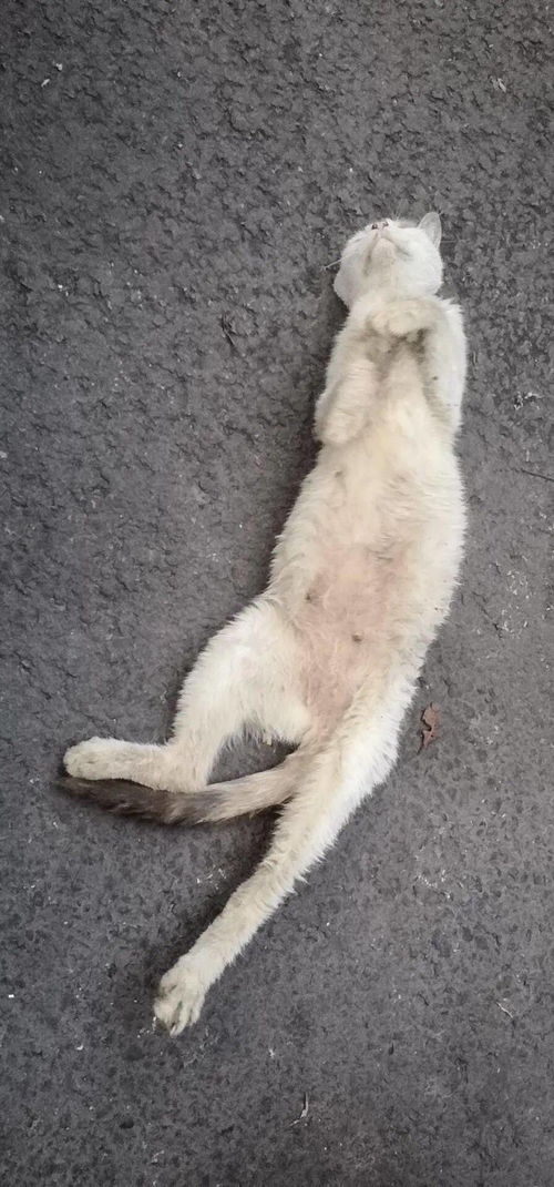 晴天小猫流产怎么挽回,小猫未能孕育成功如何解决