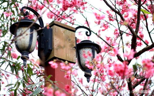 挽回桃花最好的星座,挽回桃花必杀星座大揭秘