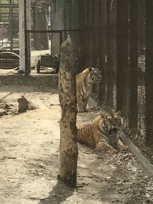 错过的狮子怎么挽回,懊悔错过