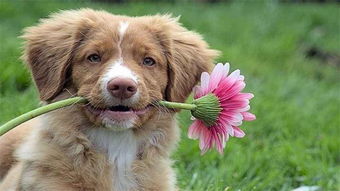 打狗狗怎么挽回,挽回宠物狗的方法，令它再次信任主人