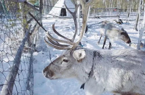 小鹿挽回靠谱么,小鹿挽回爱情有希望吗