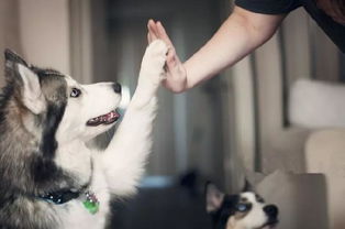 如何挽回宠物的心情,挽回宠物心情的技巧